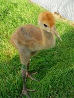 Black Green Blue on 12th June 2012 Black Green Blue on 12th June 2012